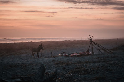 Donkey standing on land during sunset