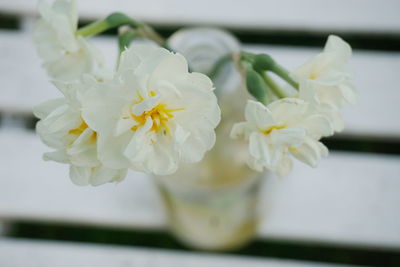 Close-up of white flowers