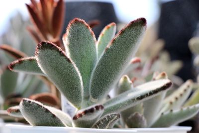 Close-up of succulent plant