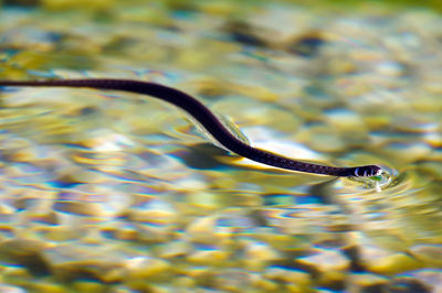 Close-up of turtle swimming in water