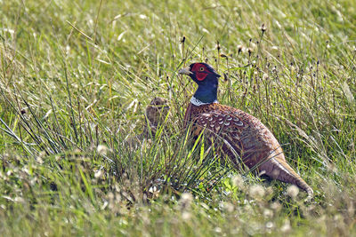 Bird in a field