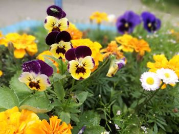 Close-up of yellow flowers blooming outdoors