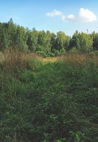 Scenic view of grassy field against sky