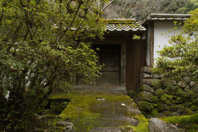 Trees and plants growing outside building