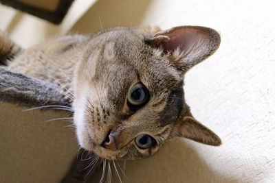 Low angle view of cat looking down