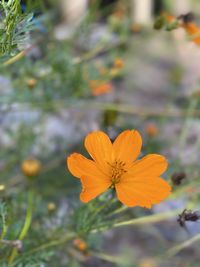 Close-up of orange flower against blurred background