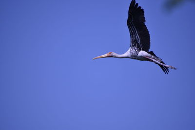 Low angle view of seagull flying