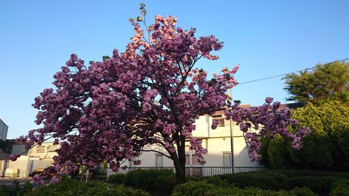 Low angle view of pink flowers against blue sky