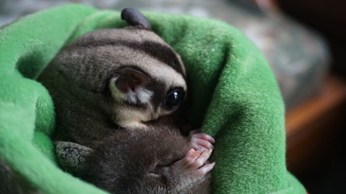 Close-up portrait of a dog