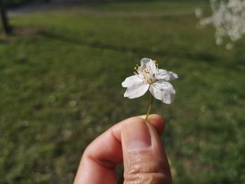 Close-up of hand holding white flowering plant