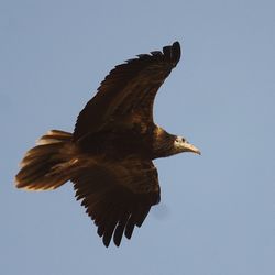 Low angle view of eagle flying against clear sky