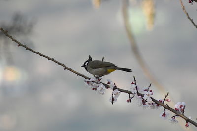 Bird perching on a branch