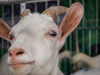 Close-up portrait of goat