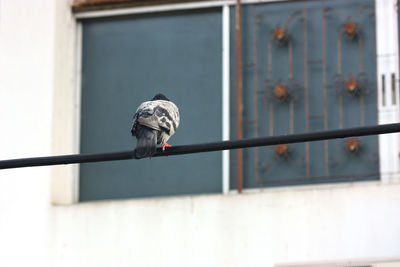 Bird perching on a building