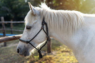 Close-up of a horse on field