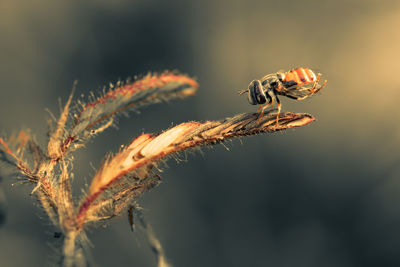 Close up an insect resting on a leaf