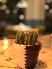 Close-up of succulent plant on table