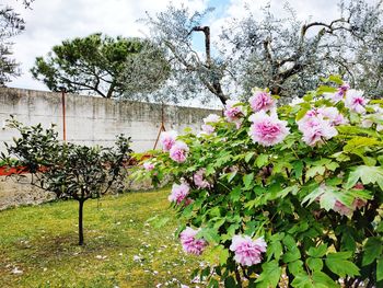 Pink flowering plants in park