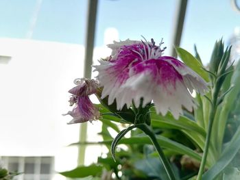 Close-up of pink flowers