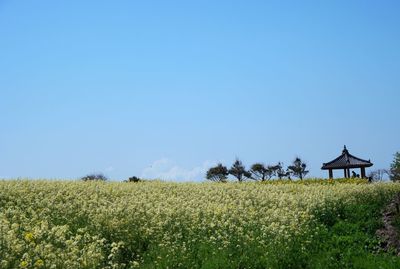 Scenic view of field against clear blue sky