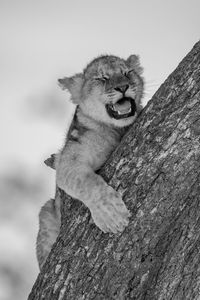 Mono lion cub lies yawning on trunk