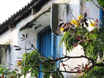 Potted plants outside house