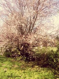 Close-up of flower tree in field