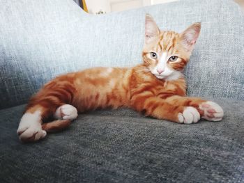 Portrait of cat resting on sofa