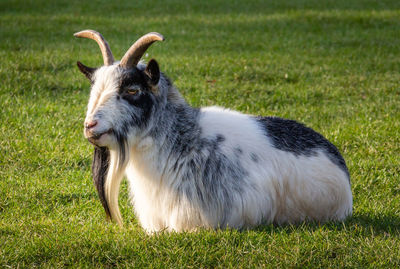 Close-up of a goat on field