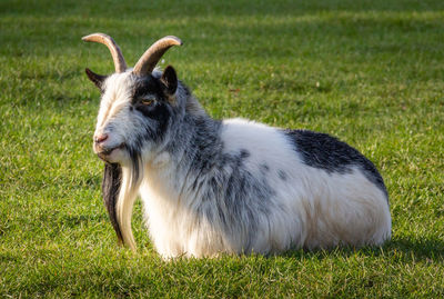 Close-up of a horse on field