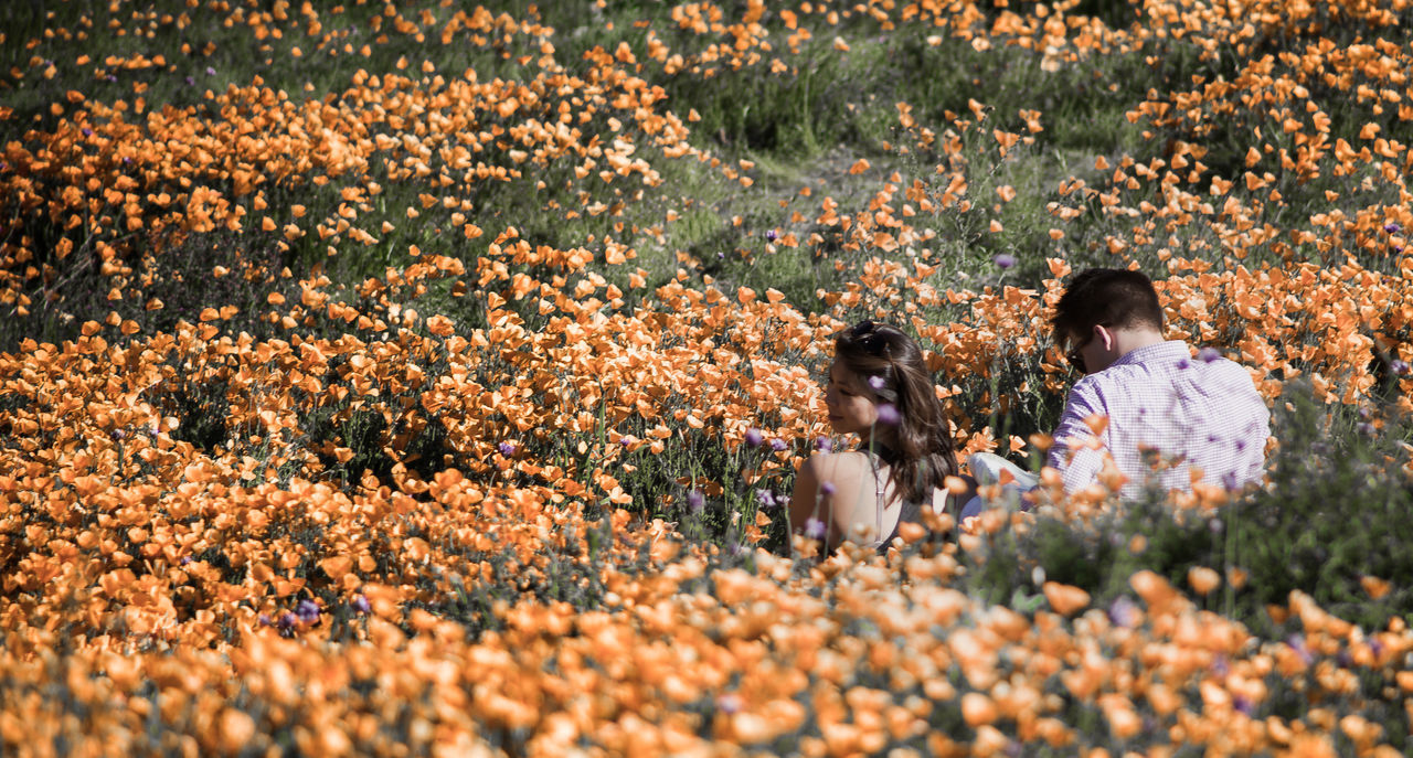 rear view, real people, girls, lifestyles, sunlight, field, leisure activity, togetherness, outdoors, beauty in nature, nature, growth, friendship, agriculture, women, autumn, tree, flower, day, mammal, people, adult