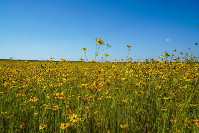 Scenic view of oilseed rape field against clear blue sky