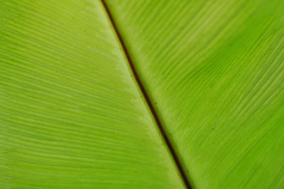 Full frame shot of palm leaf