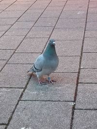 High angle view of bird perching on cobblestone