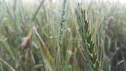 Close-up of stalks in field