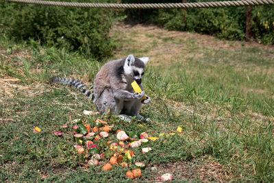 View of squirrel eating fruit on plant at field