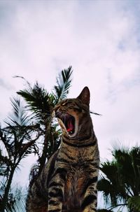 Low angle view of a cat yawning