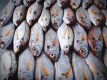 Close-up of fish for sale at market stall