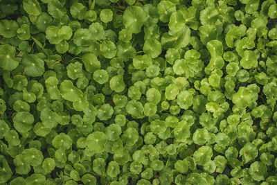 Full frame shot of leaves