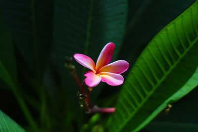 Close-up of pink flower