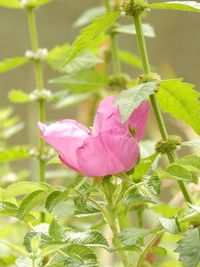 Close-up of pink flowers blooming outdoors