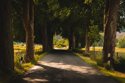 Empty road amidst trees