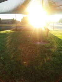 Sun shining through trees on grassy field