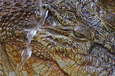 Close-up of crocodile in the sea