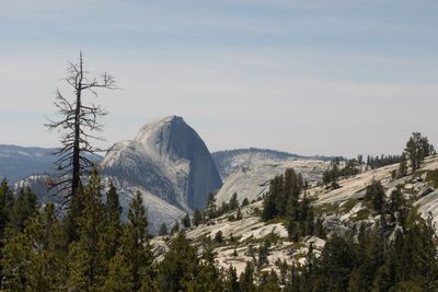 Panoramic view of trees and mountains against sky