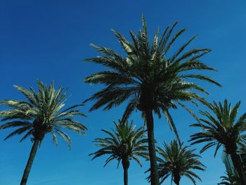 Low angle view of palm trees against blue sky