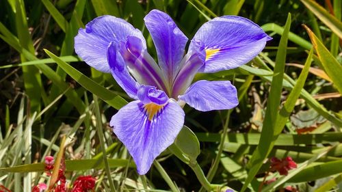 Close-up of purple crocus flowers