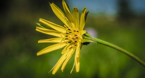 Close-up of yellow flower