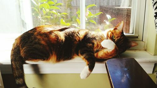 Close-up of cat looking through window