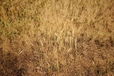 Full frame shot of wheat field